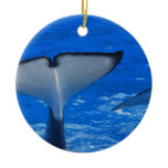 Tail of a Whale  Ornament