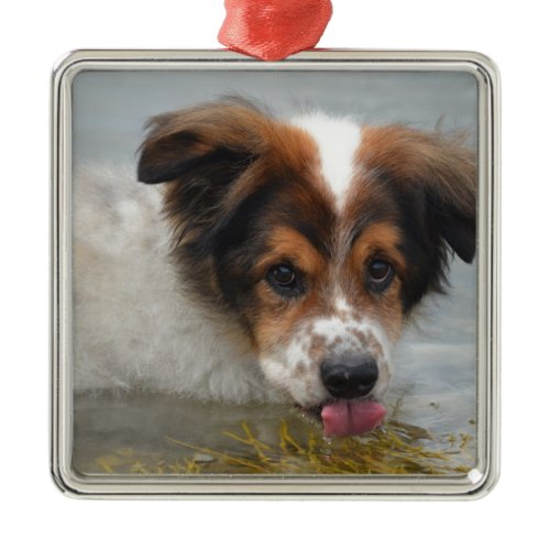 Adorable Australian Shepherd Metal Ornament
