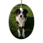 Australian Shepherd Photo  Ornament