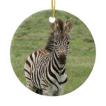 Baby Zebra Ornament