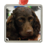 Boykin Spaniel  Ornaments