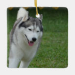 Cute Siberian Husky Ceramic Ornament