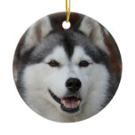 Husky Dog Ornament