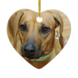 I Love Rhodesian Ridgebacks Ornaments