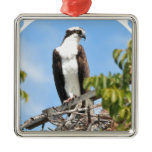 Osprey Ornament