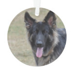 Sweet Shiloh Shepherd Ornament