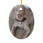 Weimaraner Puppy Ornament